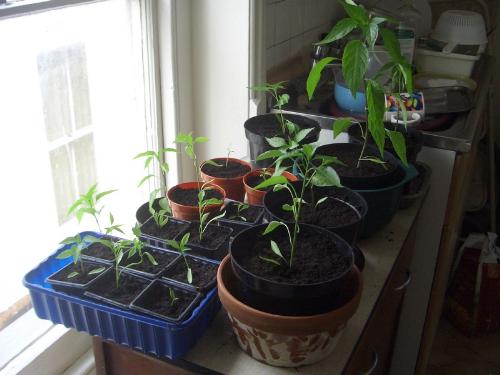 Too Many chilli's! - I have a few too many chilli plants now, ignore the washing up, I've been too busy re potting chilli plants.