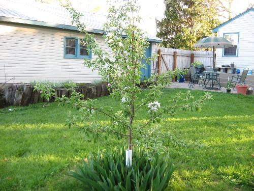 Apple Tree - One of my apple tree's has blossomed finally in mid May.