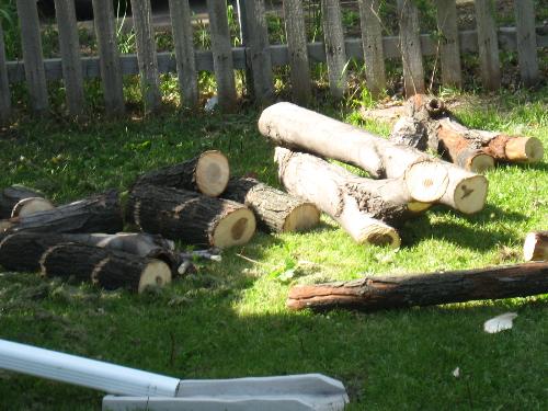 Firewood - Free from the company trimming the neighbors tree. Firewood - Free from the company trimming the neighbors tree.