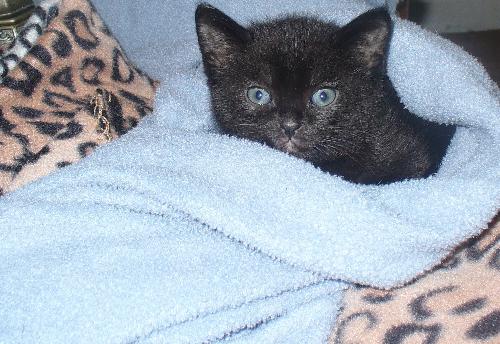 my kitten all wrapped up - baby prince.