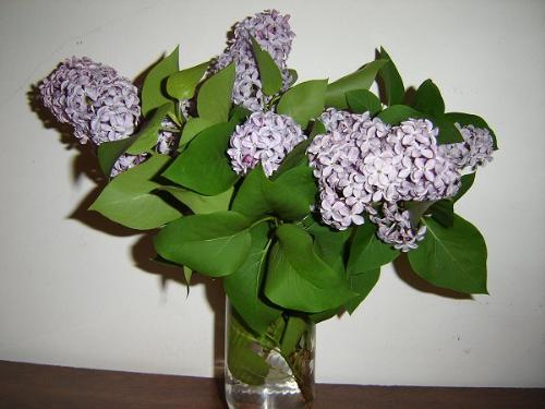 Lilac Bouquet - This is a picture of a bouquet of Lilacs I picked in my yard.