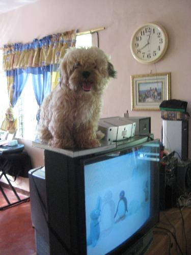 Balto - One of his proud moments, Balto flaunts himself above the tv set.