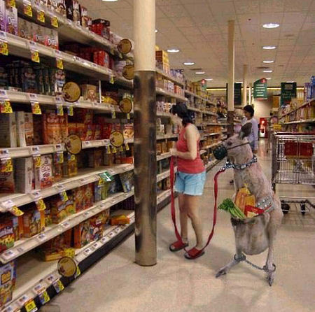 Shopping cart - kangaroo shopping cart
