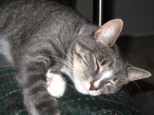 My Missymoo - Missy is my two year old tabby that I adopted while visiting the Pocono Mountains two years ago.  She travels to the mountains every weekend with us.