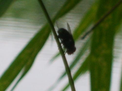 The Fly - From Pinky's firm hand