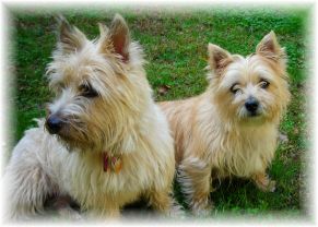 nala and sophie - these are my two cairn terriers   sophie(left) is 5, shes my baby Nala(Right) is 7, shes my moms baby