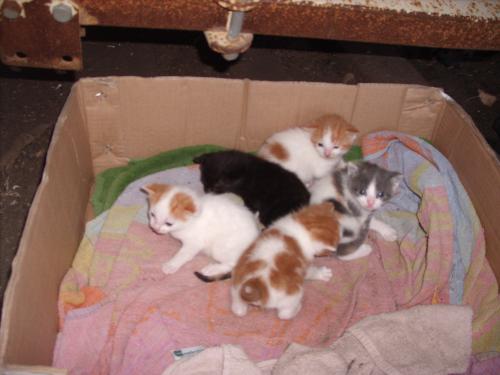 kittens - All five kittens