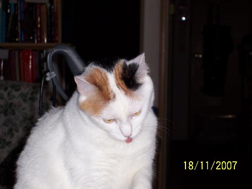 Angel sticking out her tongue - funny girl