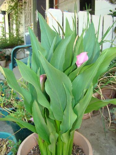 Calla Lily - Zantedechia Hybred