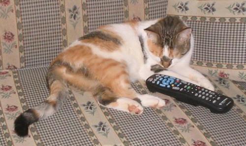 What channel? - 
Shirley wants to know what channel animal planet is on ...