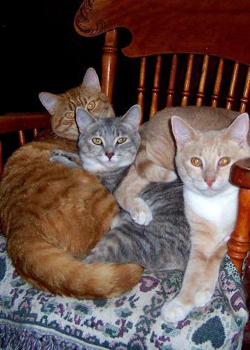 Our cats love to snuggle - This photo is of 3 of our 5 cats. The ginger marmalade on the left is Tigger one of two twin males. The beige male is Nova and the gray one is one of two females called Shall-lie. They are all siblings and we adopted all our cats from local farmers. They were originally barn cats, but now they are happy, pampered indoor cats.