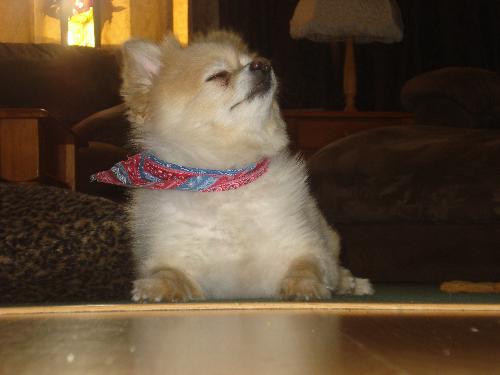 Prince Jake of Laxon - Jakie is a 3 year old Pomeranian. i keep him clipped down as he won't let me brush him and he gets matted. He helps with my daycare business! When the kids are getting too loud or a little rambunctious, he actually HERDS them onto the sofa! lol