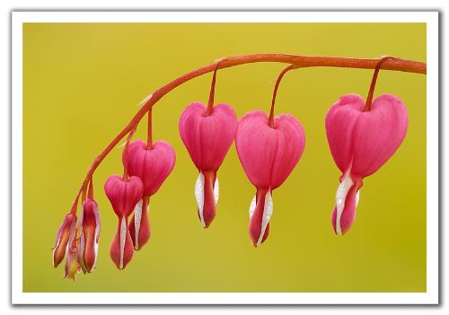 bleeding - hearts