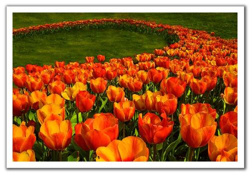 tulips - view