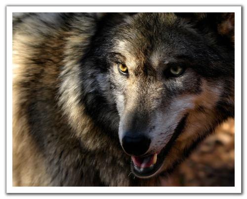 timber - wolf