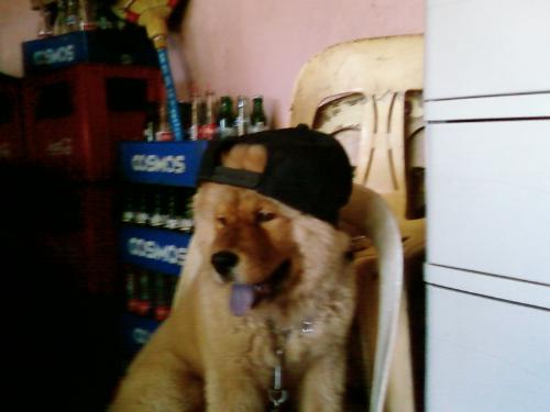 Chubby in a cap - Chubby is a chow chow bread. He is 4 months old in this photo. he loves being dressed, unlike other pet he loves to be inside the box during sleep.