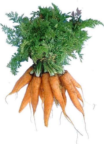 Carrots - These carrots look like the ones that my grandmother used to grow. I was to plant some in my garden but I don't know which seeds to get.