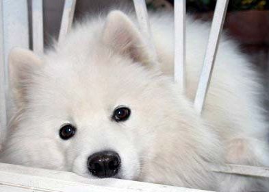 lovely samoyed - Do you like it ? o(n_n)o...