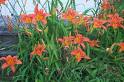 Tiger Lily - Splitting Perennials...How to?