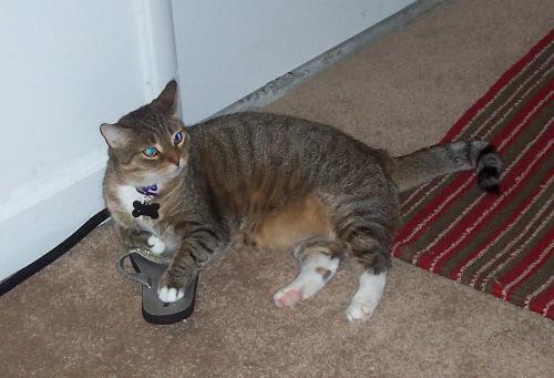 Misu stealing my sandal - This is my cat stealing my sandal Misu stealing my sandal - This is my cat stealing my sandal