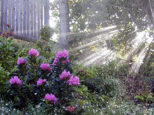 Summer Morning Light - flowers in the summer morning light