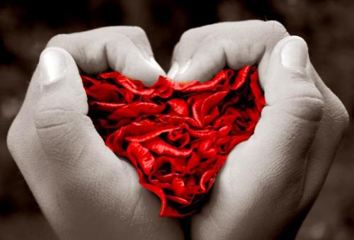 Love's Grip - Red rose petals in black and white hands