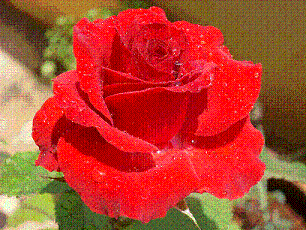 My rose - This rose is from my garden