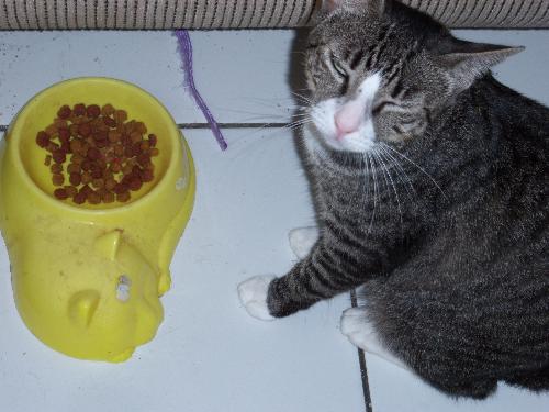 Cat food - This cat eats well, but does not drink water when put in front of her. So I can only assume she drinds out of the plant pots. lol