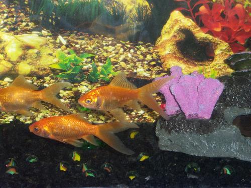 Fishes - I love to see these fishes in the aquarium. They are so beautiful.