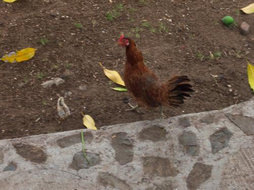 Mother hen and baby chick - This mother hacthed about 7 baby chicks and now she only has one. Where could the others b?