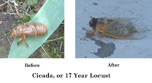 Cicada, Before & After - 
The pic on the left is what is left behind when the Cicada crawls out. Weird, huh?