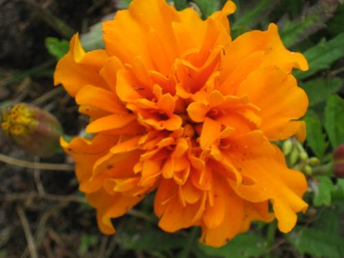 Marigold - A very vibrant orange.
