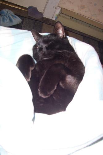 Spoiled - My cat Shawchert is so spoiled