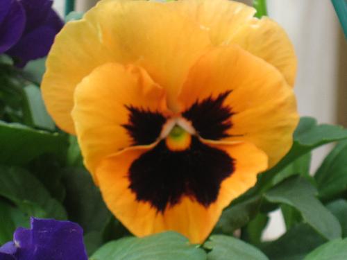 Orange Pansy - I seem to be in an "orange" mood today. Orange Pansy - I seem to be in an "orange" mood today.