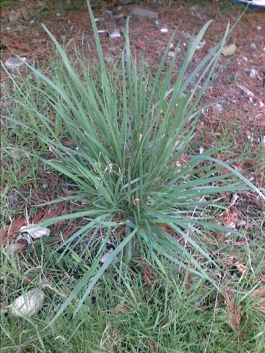 Grass - This is a big tuft of grass that sprouted in our garden. I was very surprised to see it as we've never had grass like this before. It doesn't look like the rest of the grass in the garden and I'm not sure where it came from! It's quite pretty though.