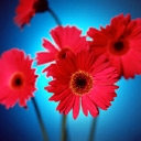 red flower - flower in red..