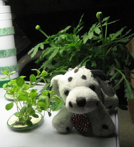 I Woof You! - Yeppers, that is what that little guy says to the plants in our AeroGarden, and maybe that is part of the reason they grow so fast. On the other hand, that is what little BlueToof says to everybody. It is the only phrase he knows.  The marjoram came from the produce department of Smith's a little before Christmas, and it probably sets a longevity record for plants that have survived in my alleged care. When it was time to leave our winter home, we couldn't bring potted plants along on our vacation so I cut them back and put the cuttings in water to root over the four days we were on the road.