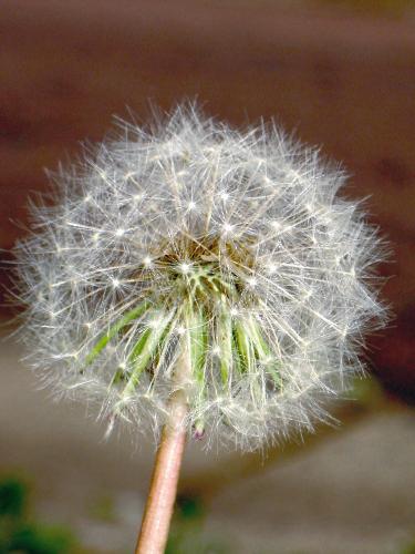 Dandelion - Gone to seed and very beautiful.