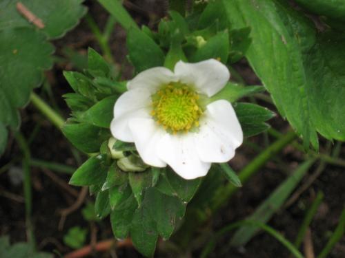 Strawberry Blossom - Finally opening up and ready for the bees to pollinate etc.