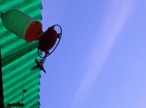 hummingbird at my feeder. - Hummingbird from last summer