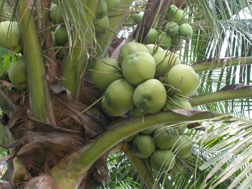 tender coconut - A picture showing tender coconut tree