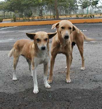 a street dog - A picture showing street dogs a street dog - A picture showing street dogs