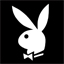 hare  - white hare ...