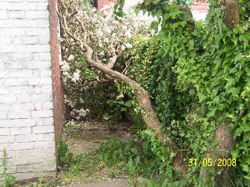 My poor little tree. - My favourite tree, destroyed by a windy gust.