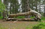 fallen tree - it is very dangerous if a tree happens to fall upon a house or a car. it would be great if a tree was deeply rooted into the ground.