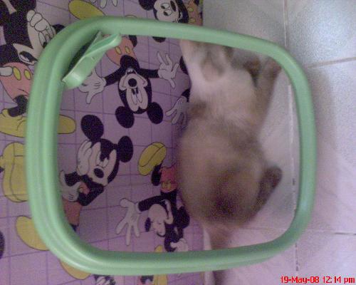 cat litter tray - my cat in her litter tray