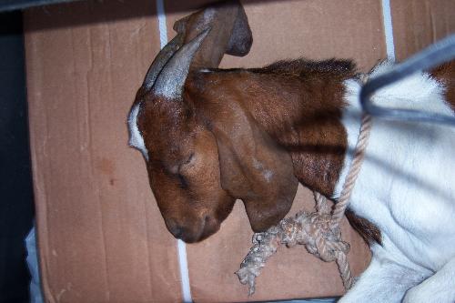 Ram goat - This ram goat is lovely. His horns are so unique.