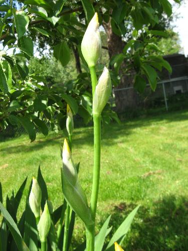 Yellow iris? - I think that's what these are. ready to open in a weeks time or less.