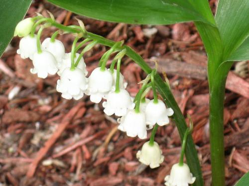 Chiming bells - I love the Lily of The Valley&#039;s bell flowers.