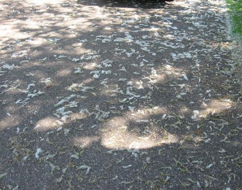 Snow? - Dogwood seeds I think.